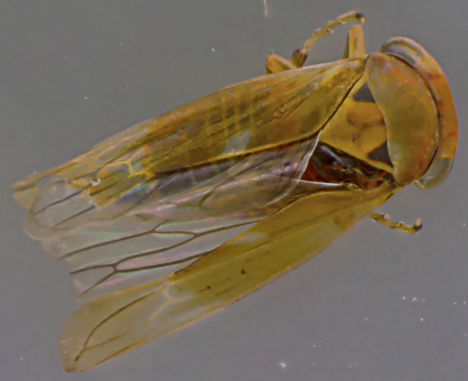 Idiocerus laminatus.jpg